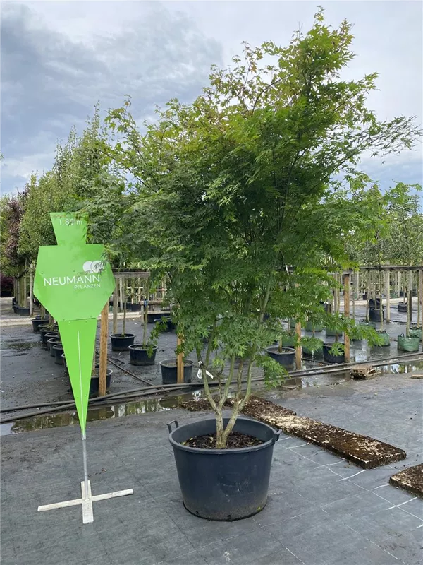 Acer palmatum