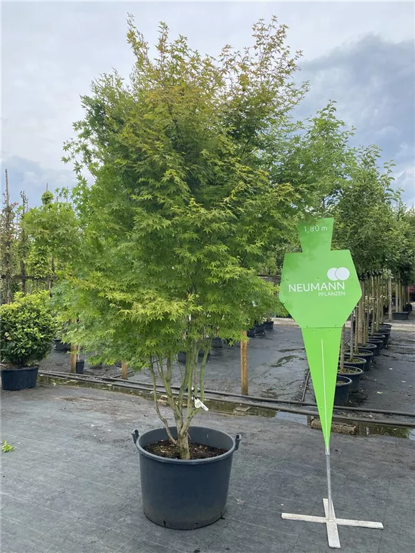 Acer palmatum