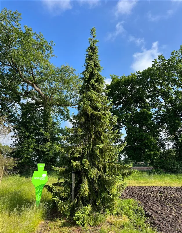 Picea omorika