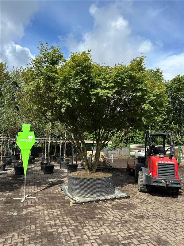 Acer palmatum