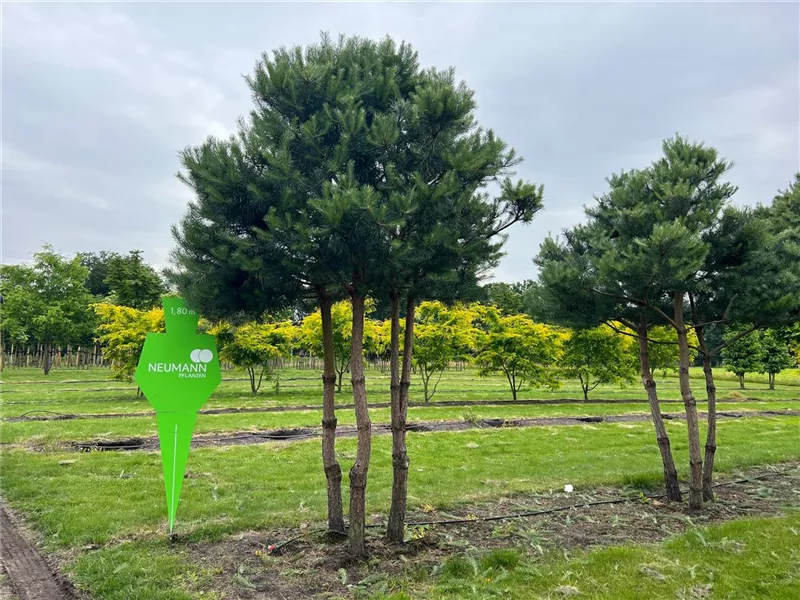 Pinus sylvestris