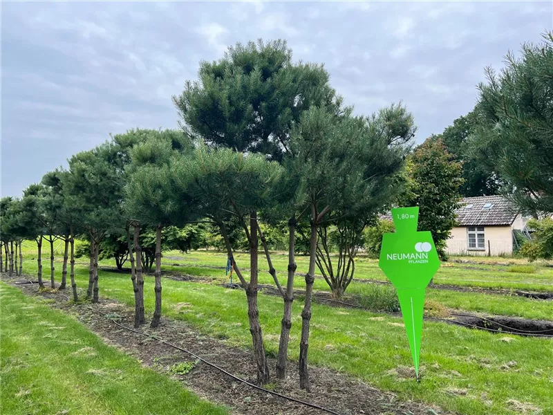 Pinus sylvestris