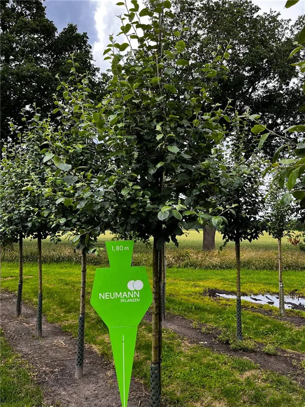 Malus 'Roter Boskoop' CAC