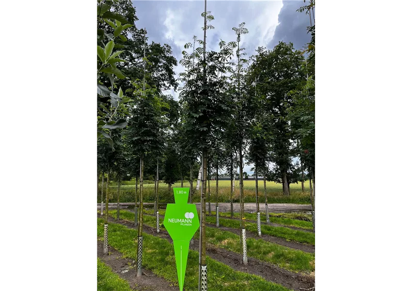 Eberesche 'Sheerwater Seedling'
