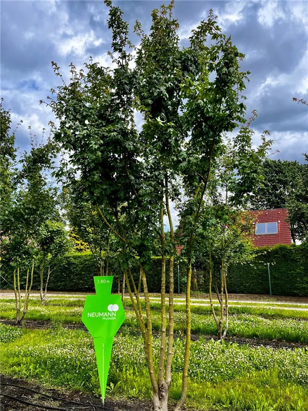 Acer campestre