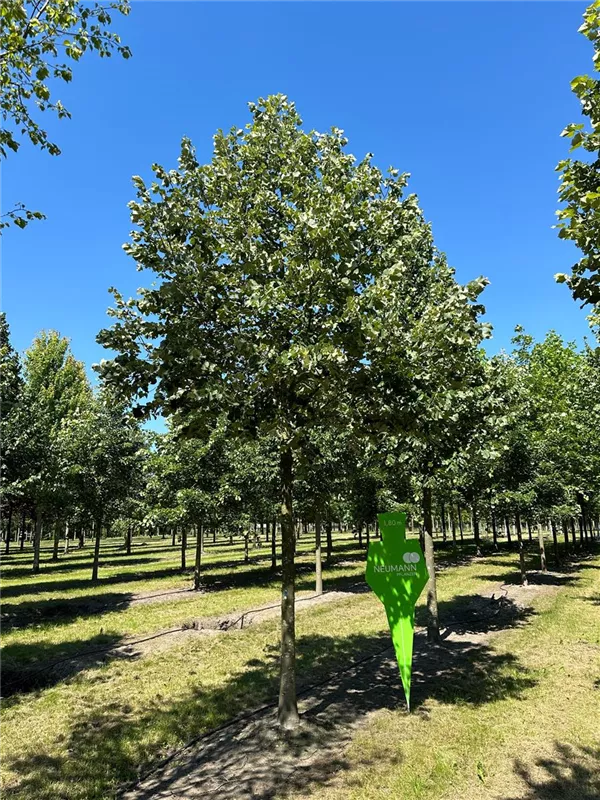 Tilia tomentosa 'Brabant'