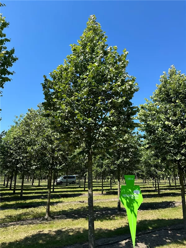 Tilia tomentosa 'Brabant'
