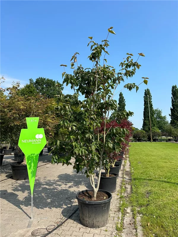 Cornus kousa 'Venus' -R-