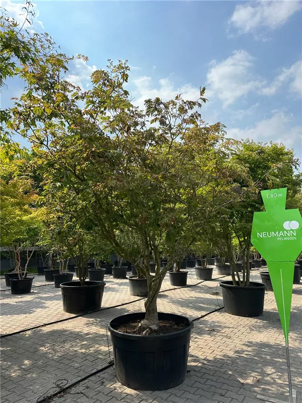 Acer japonicum 'Aconitifolium'
