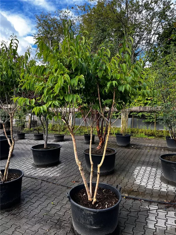 Heptacodium miconioides