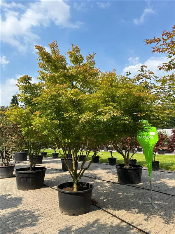 Acer palmatum 'Orange Dream'