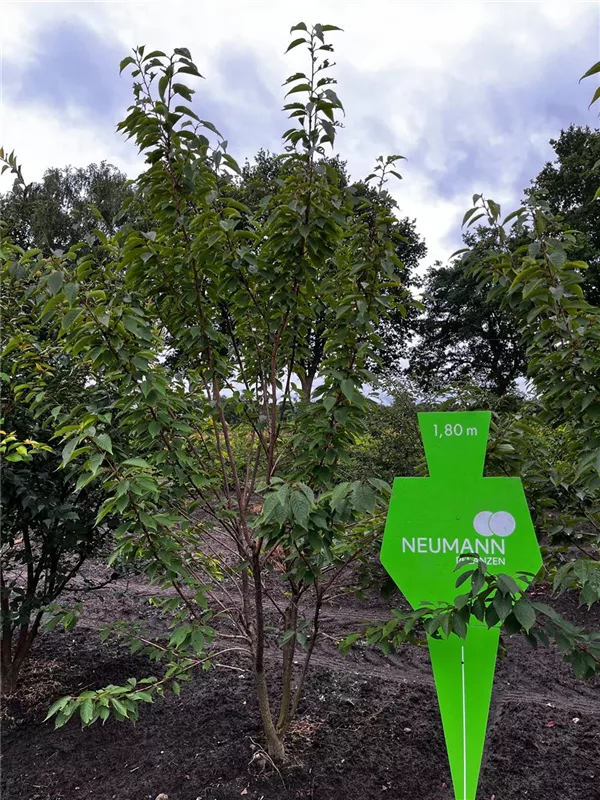 Prunus serrulata 'Kanzan'
