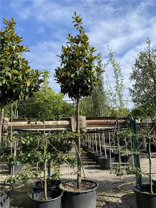 Magnolia grandiflora 'Galissonniere'