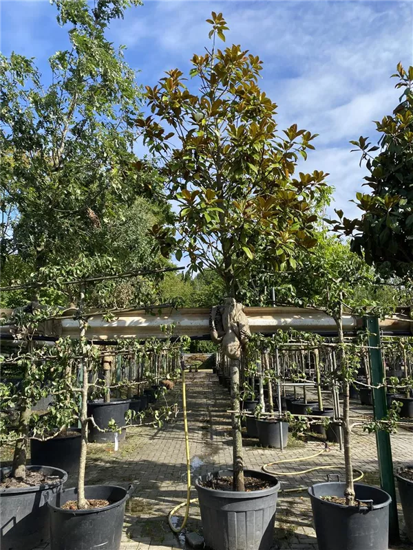 Magnolia grandiflora 'Galissonniere'