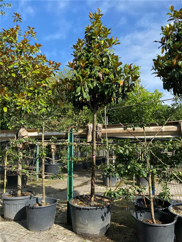 Magnolia grandiflora 'Galissonniere'
