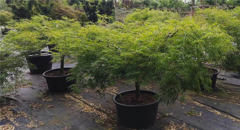 Acer palmatum 'Dissectum'