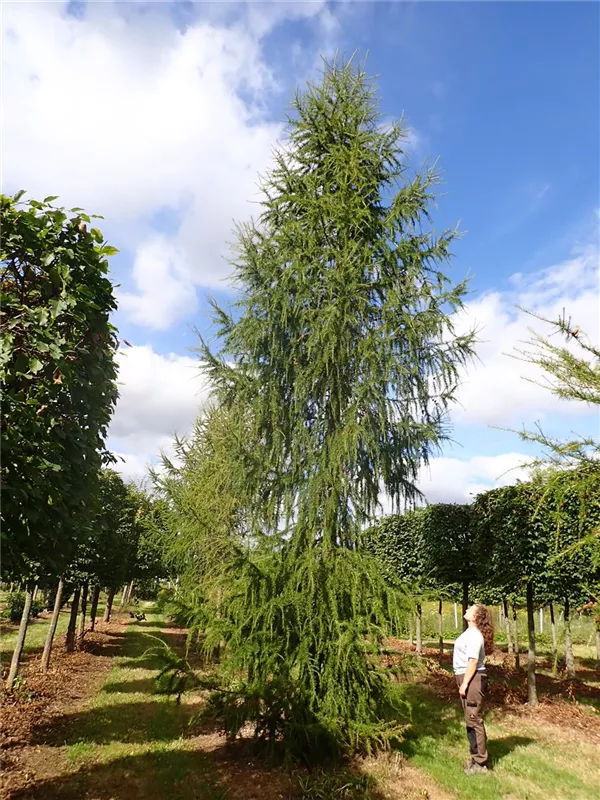 Larix decidua
