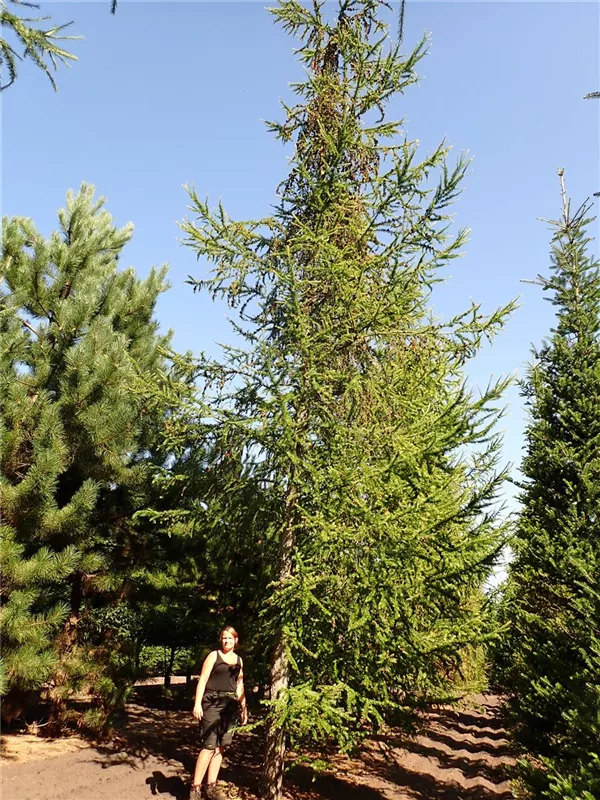 Larix decidua