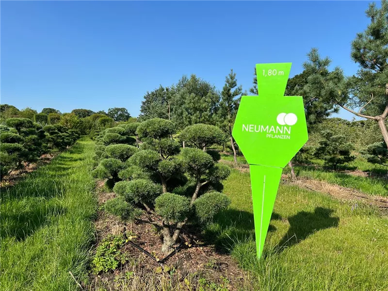 Pinus mugo 'Mops'