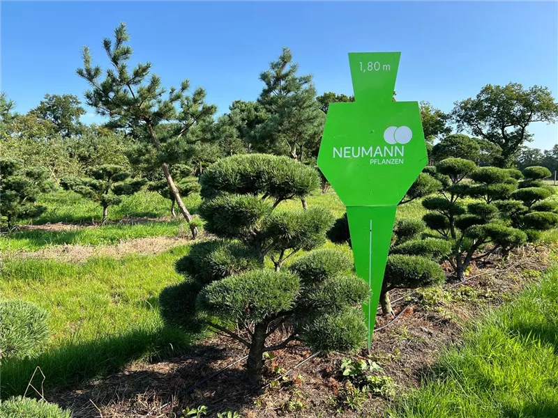 Pinus mugo 'Mops'