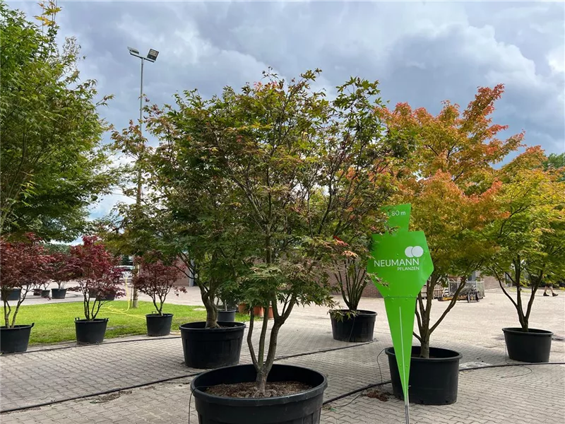 Acer palmatum 'Osakazuki'