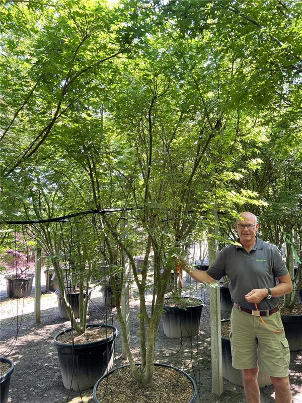 Acer palmatum