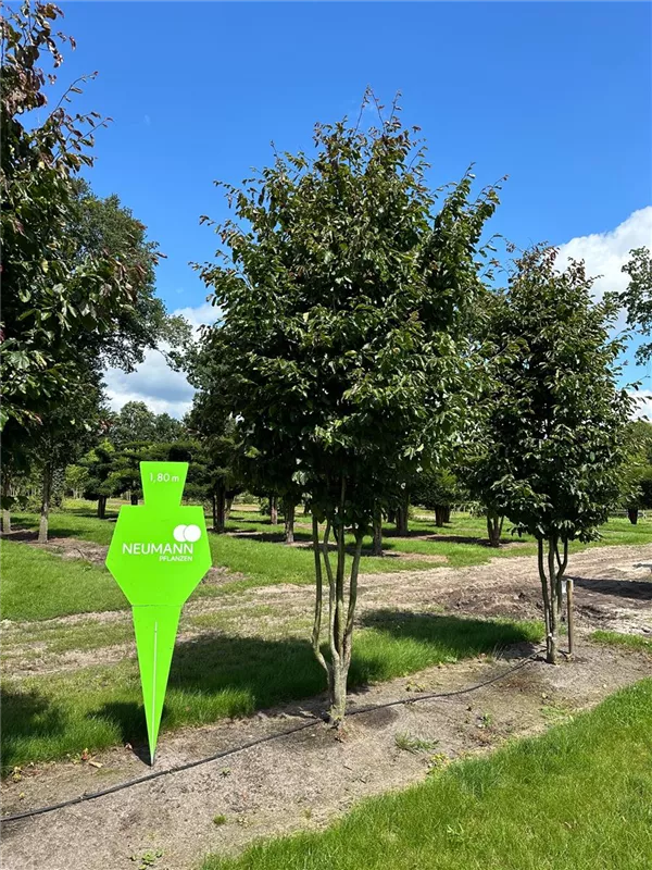 Parrotia persica 'Vanessa'