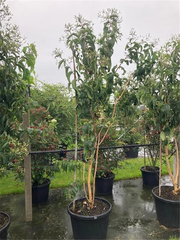 Heptacodium miconioides