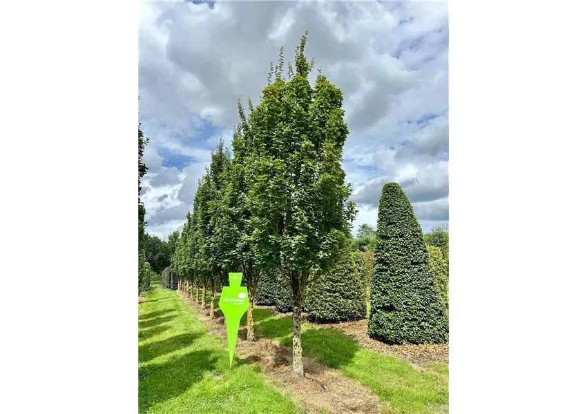 Feldahorn 'Green Column'