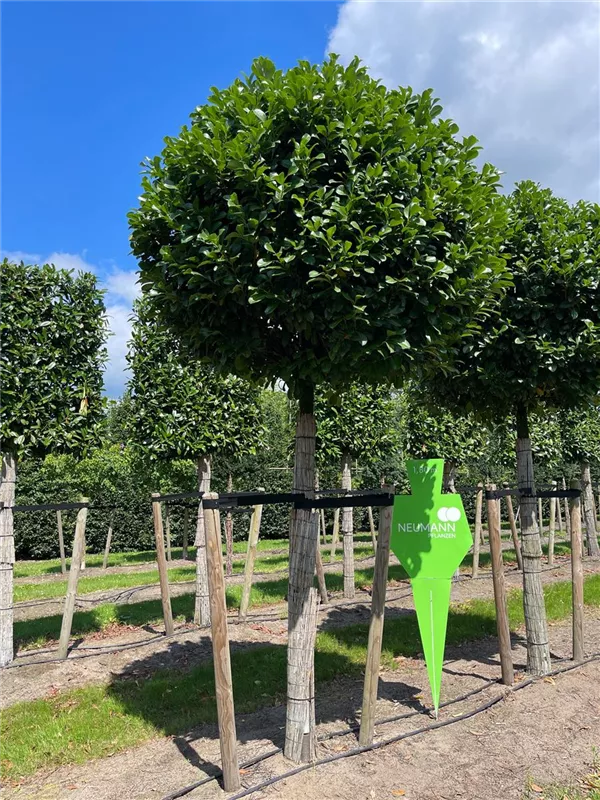 Prunus lauroc.'Etna' -R-