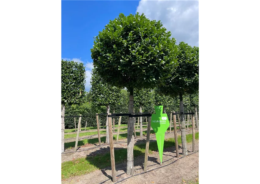 Prunus lauroc.'Etna' -R-