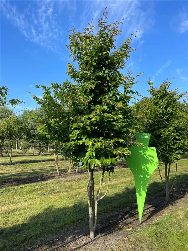 Parrotia persica 'Jodrell Bank'