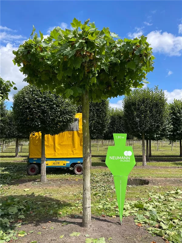 Platanus hispanica