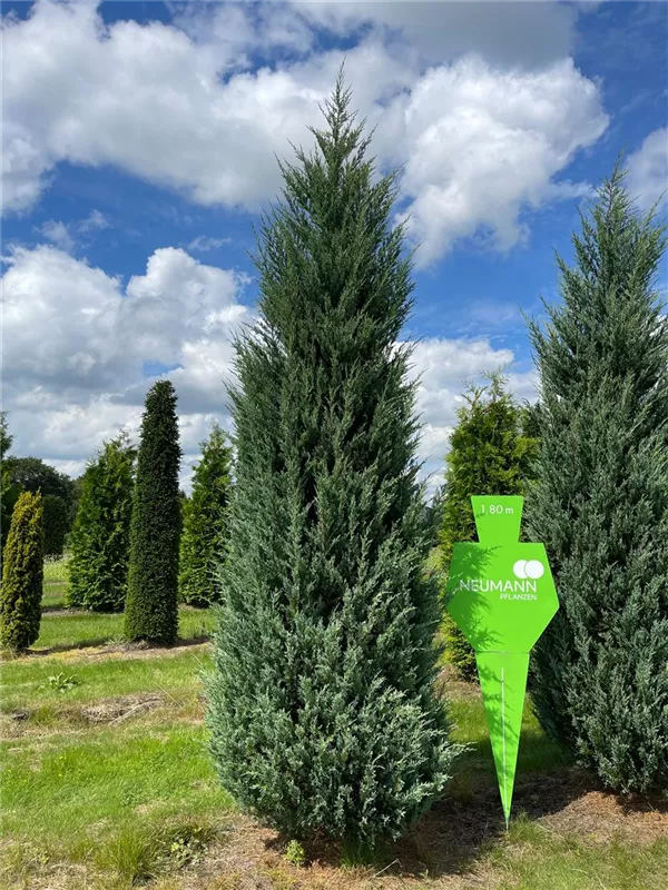 Juniperus scopulorum 'Wichita Blue'