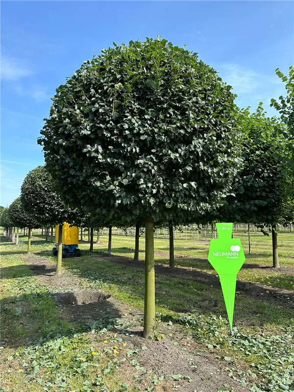 Tilia cordata 'Rancho'