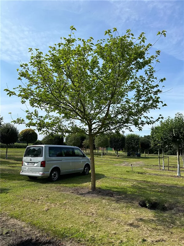 Morus alba 'Fruitless'
