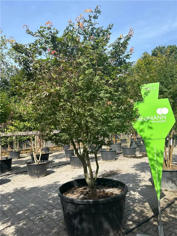 Acer palmatum 'Osakazuki'