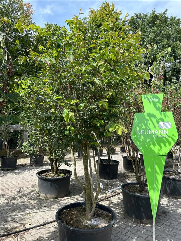 Parrotia persica 'Vanessa'