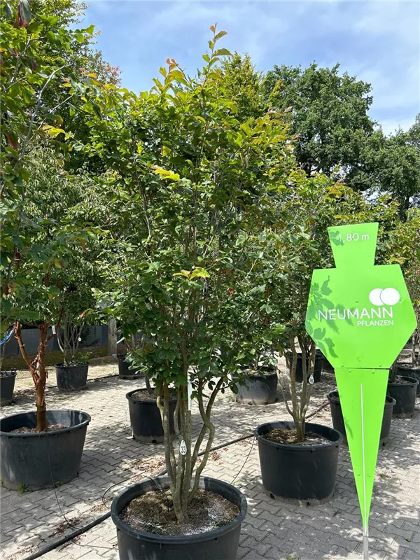 Parrotia persica 'Vanessa'