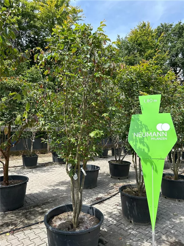 Parrotia persica 'Vanessa'