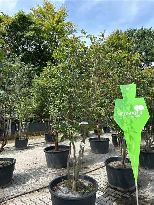 Parrotia persica 'Vanessa'