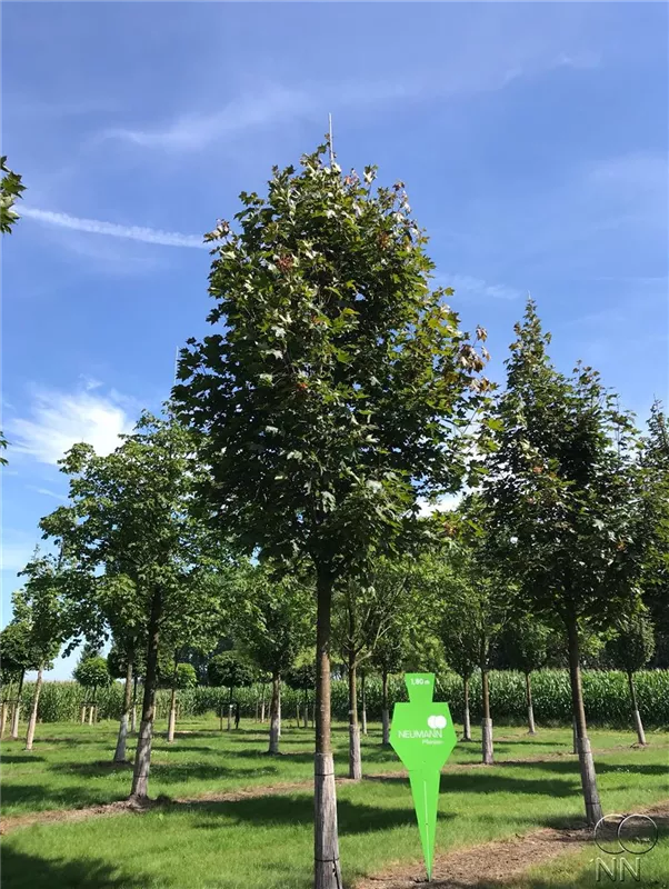 Acer rubrum 'Fairview Flame'