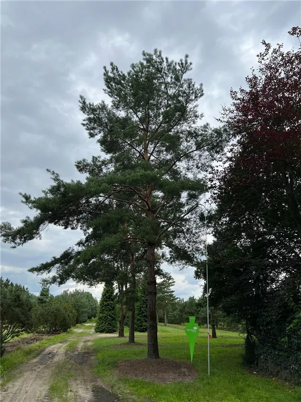 Pinus sylvestris