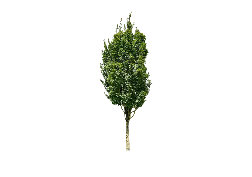 Feldahorn 'Green Column'