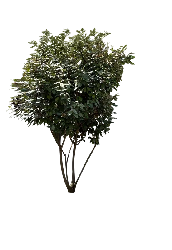 Elaeagnus ebbingei
