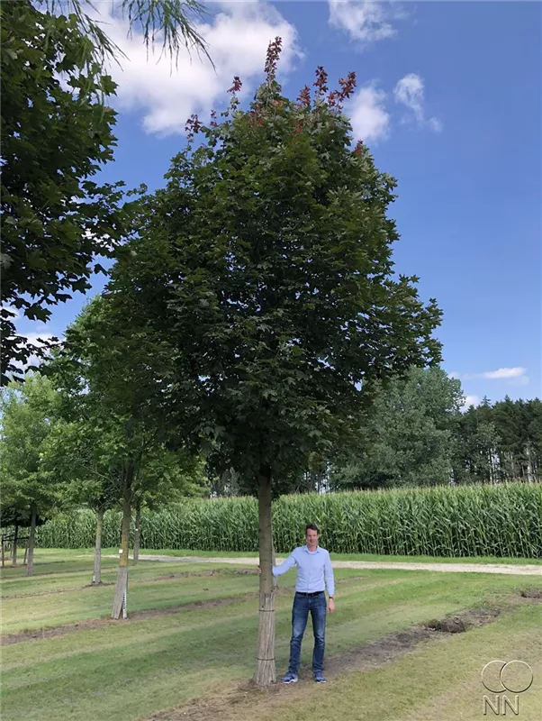 Acer rubrum 'Fairview Flame'
