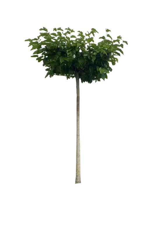 Morus alba 'Fruitless'