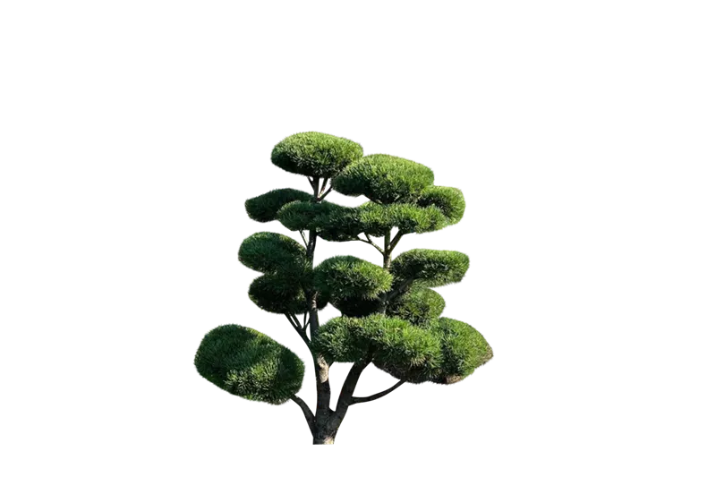 Pinus mugo 'Mops'