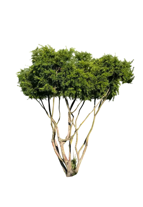 Taxus cuspidata