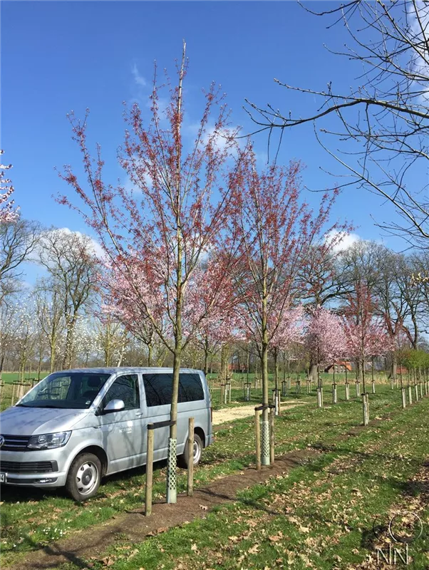 Acer rubrum 'October Glory'